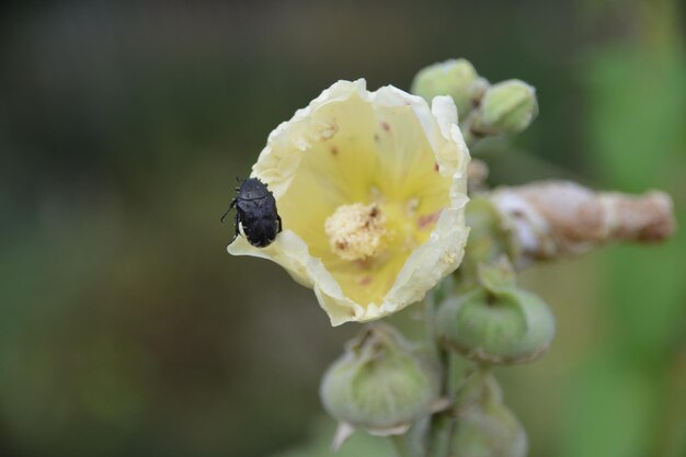 写真 花をかせる植物のクローズアップ