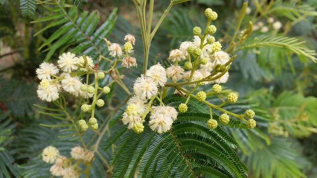 写真 花をかせる植物のクローズアップ