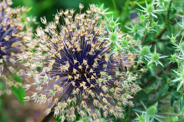 写真 花をかせる植物のクローズアップ