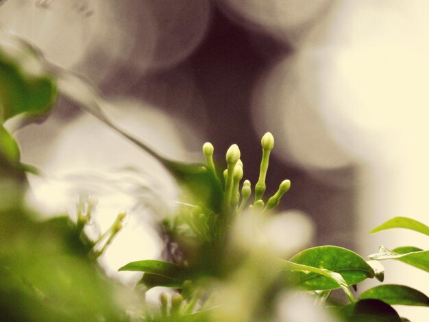 写真 花をかせる植物のクローズアップ