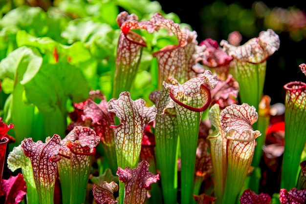 写真 花をかせる植物のクローズアップ