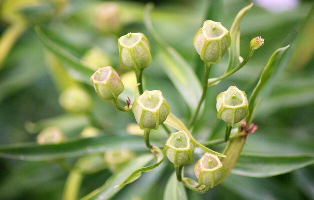 写真 花をかせる植物のクローズアップ