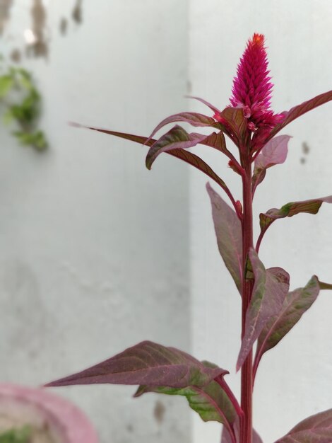 写真 花をかせる植物のクローズアップ