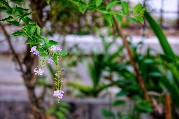 写真 花をかせる植物のクローズアップ