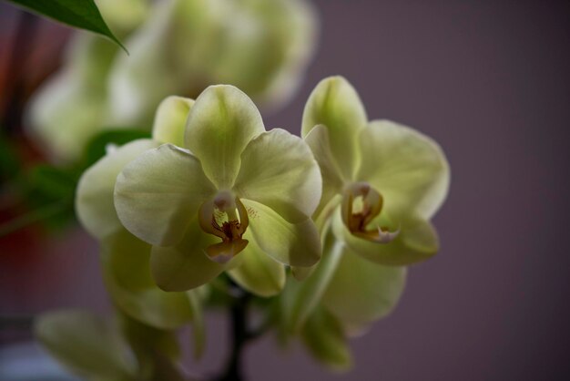 写真 花をかせる植物のクローズアップ