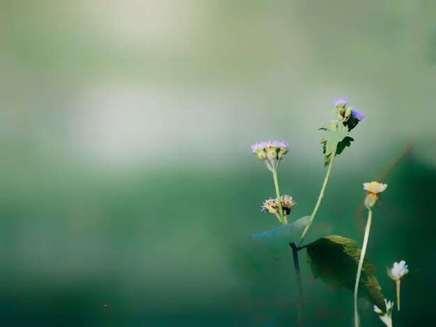 写真 花をかせる植物のクローズアップ