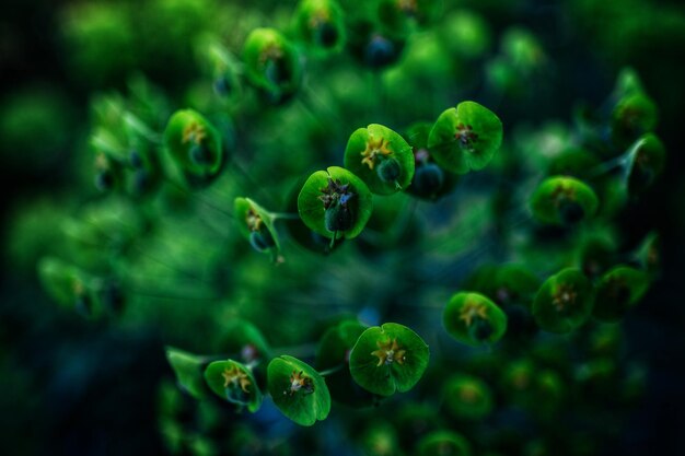 写真 花をかせる植物のクローズアップ