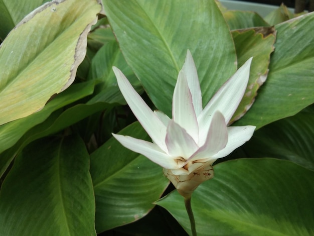 写真 花をかせる植物のクローズアップ