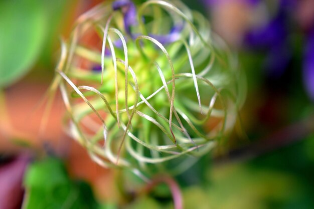 写真 花をかせる植物のクローズアップ