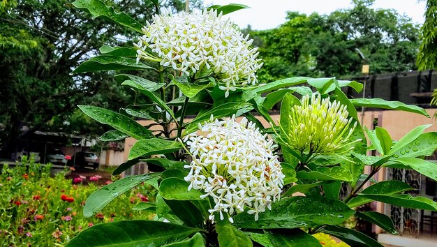 写真 花をかせる植物のクローズアップ