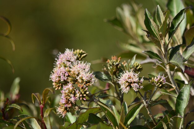 写真 花をかせる植物のクローズアップ