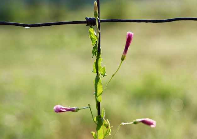 写真 花をかせる植物のクローズアップ