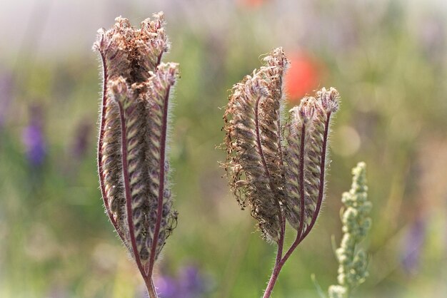 写真 花をかせる植物のクローズアップ