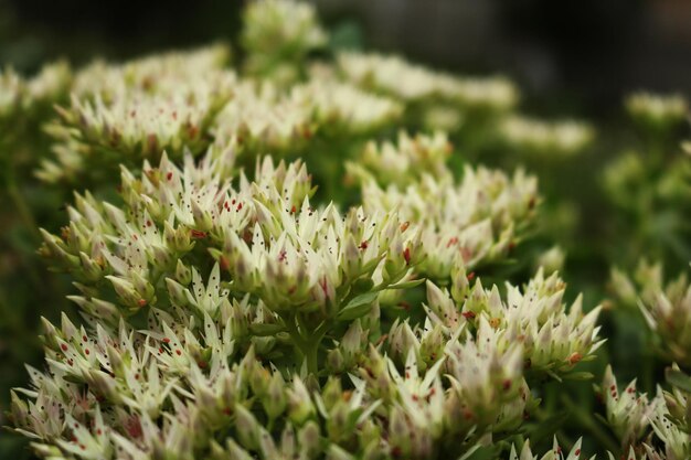 写真 花をかせる植物のクローズアップ