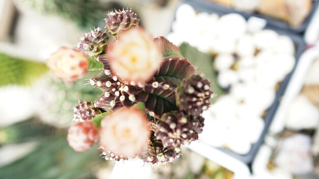 写真 花をかせる植物のクローズアップ