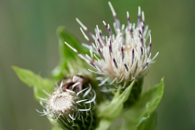 写真 花をかせる植物のクローズアップ