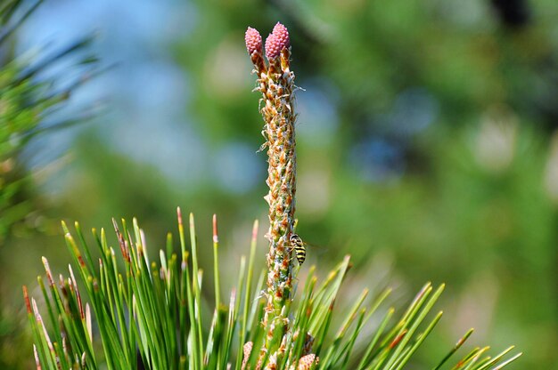 写真 花をかせる植物のクローズアップ