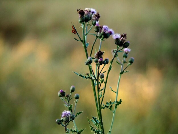 写真 花をかせる植物のクローズアップ