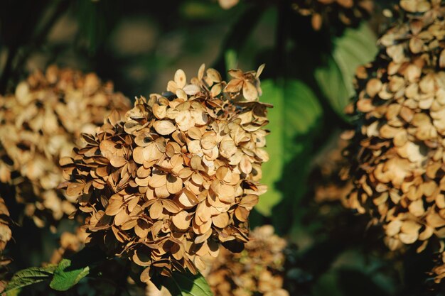 写真 花をかせる植物のクローズアップ