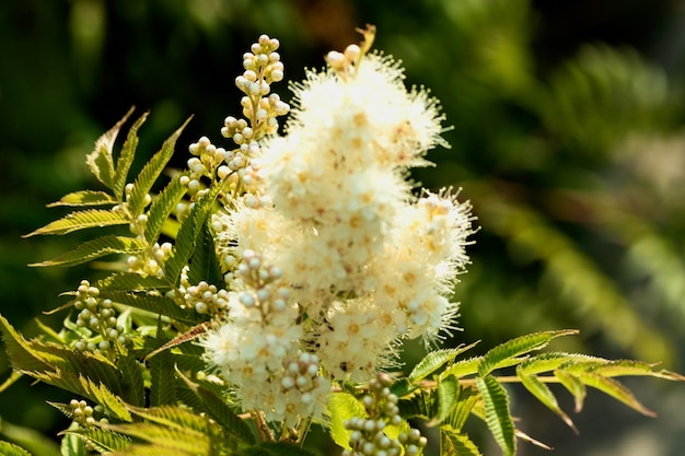 写真 花をかせる植物のクローズアップ