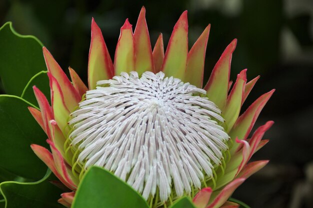 写真 花を ⁇ かせる植物のクローズアップ