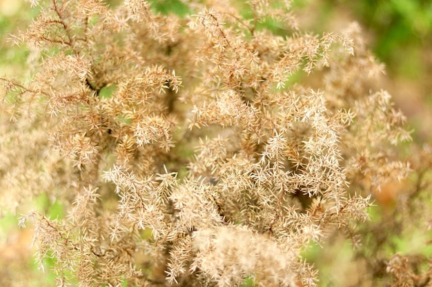 写真 花をかせる植物のクローズアップ