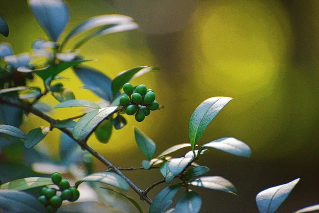 写真 花をかせる植物のクローズアップ