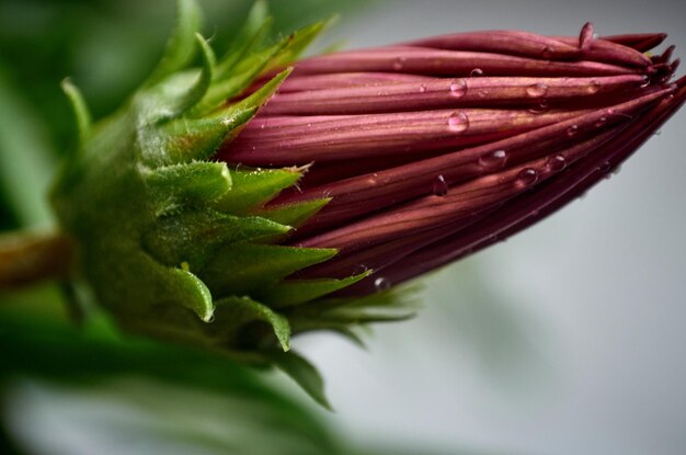 写真 花をかせる植物のクローズアップ