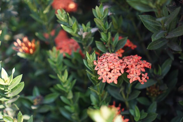 写真 花をかせる植物のクローズアップ