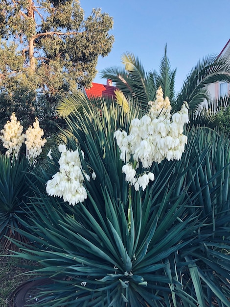 写真 花を ⁇ かせる植物のクローズアップ