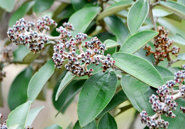 写真 花を ⁇ かせる植物のクローズアップ