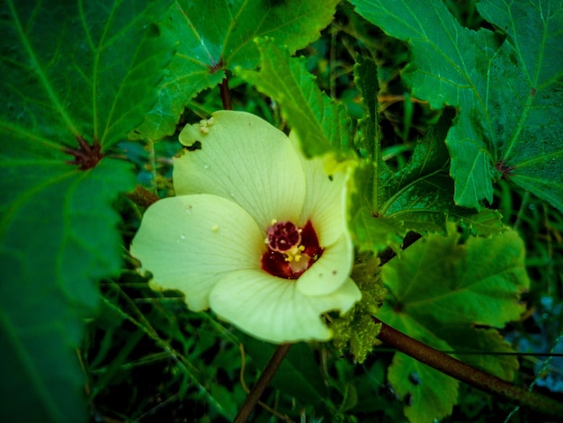 写真 花をかせる植物のクローズアップ