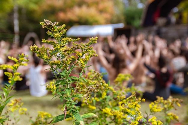 写真 花をかせる植物のクローズアップ