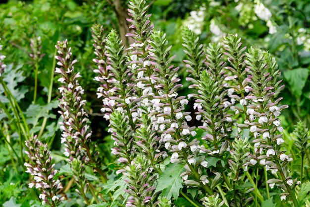 写真 花をかせる植物のクローズアップ