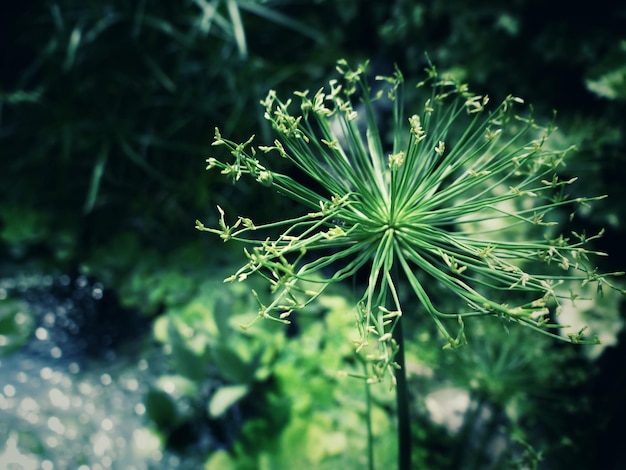 写真 花を ⁇ かせる植物のクローズアップ