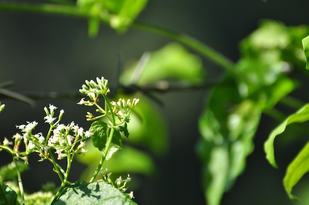 写真 花をかせる植物のクローズアップ