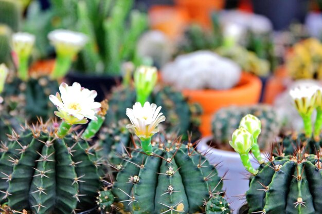 写真 花をかせる植物のクローズアップ