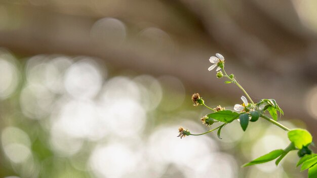 写真 花を ⁇ かせる植物のクローズアップ