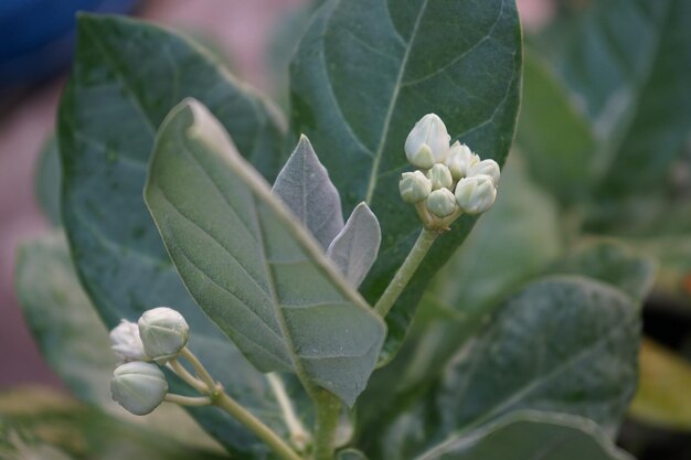 写真 花を ⁇ かせる植物のクローズアップ