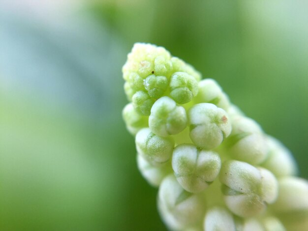 写真 花を ⁇ かせる植物のクローズアップ