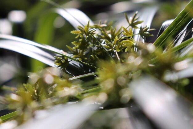 写真 花をかせる植物のクローズアップ