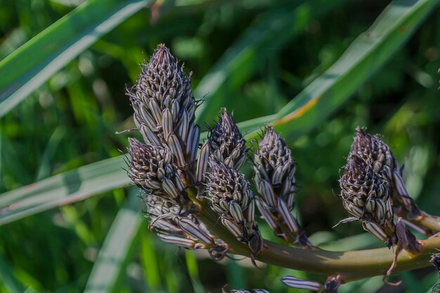 写真 花をかせる植物のクローズアップ