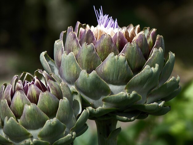 写真 花を ⁇ かせる植物のクローズアップ