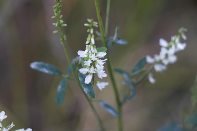 写真 花を ⁇ かせる植物のクローズアップ