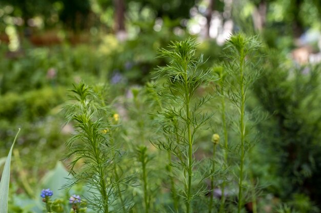 写真 花を ⁇ かせる植物のクローズアップ