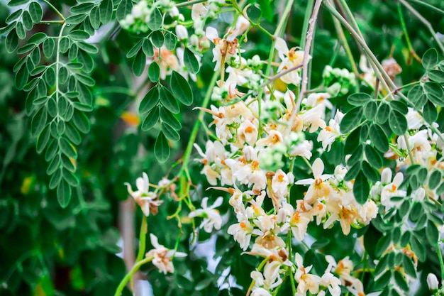 写真 花をかせる植物のクローズアップ