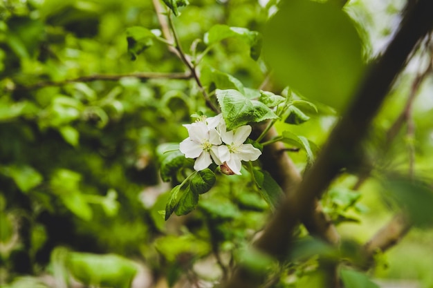 写真 花をかせる植物のクローズアップ