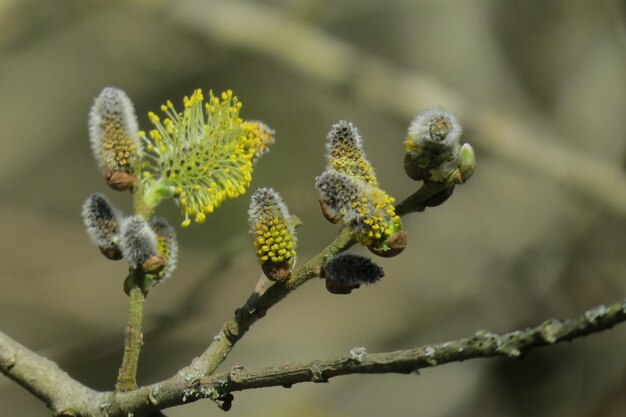 写真 花をかせる植物のクローズアップ