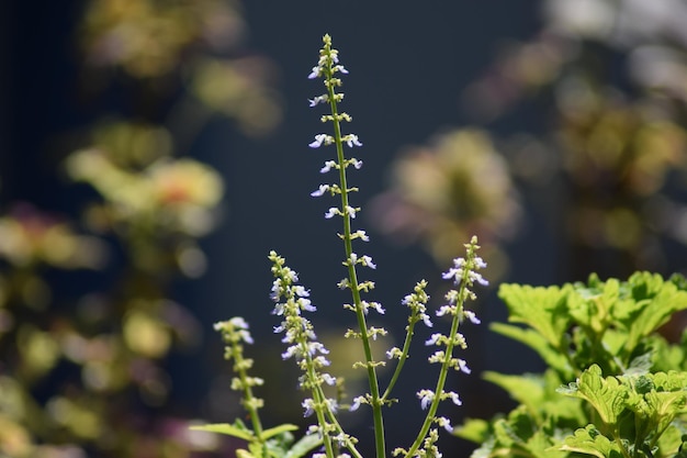 写真 花をかせる植物のクローズアップ