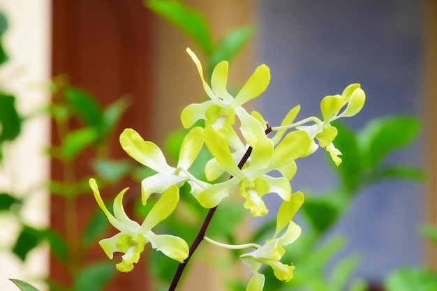 写真 花をかせる植物のクローズアップ